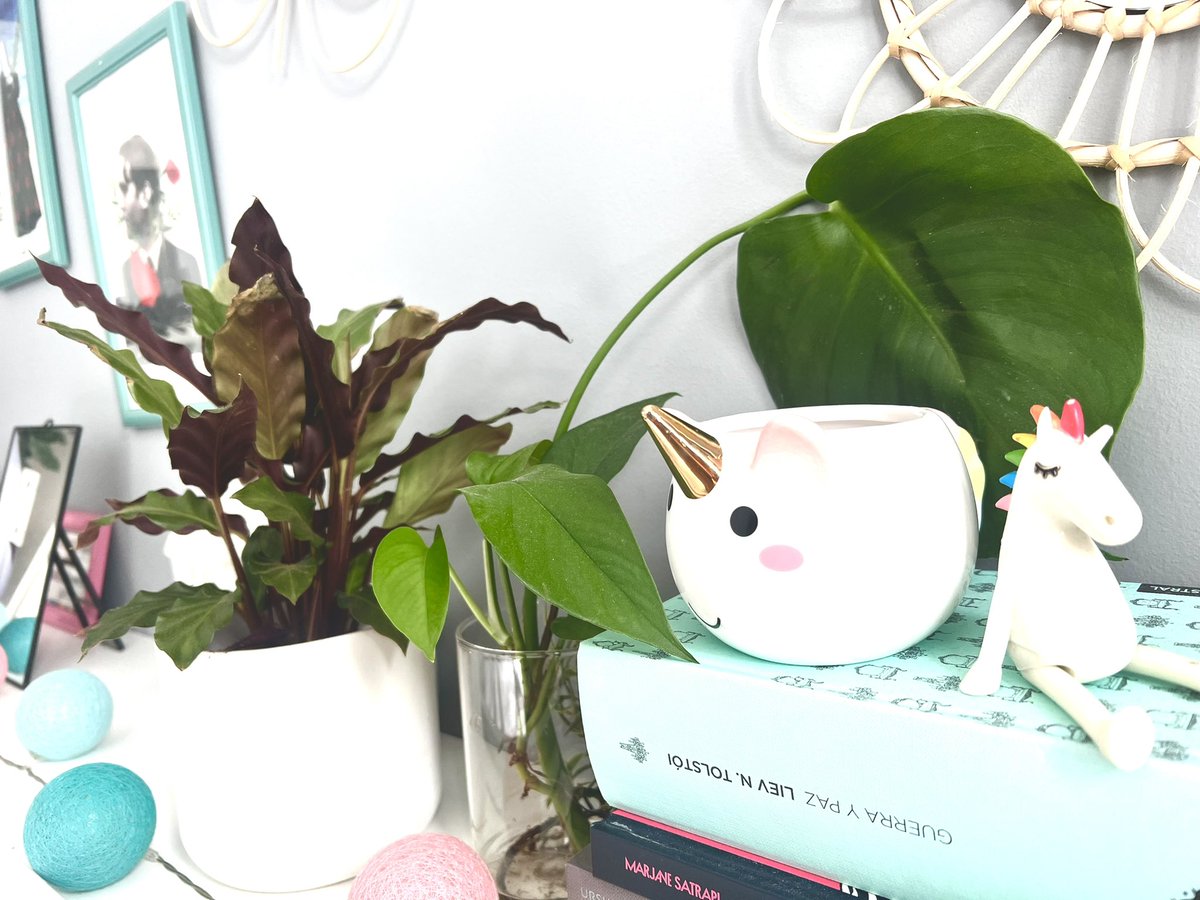 Carol🦦 (@elislotedecaro) on Twitter photo Acicalar mini plantitas mientras escucho este disco open.spotify.com/album/1aRlf7ZV… de <a href="/JeroRomero/">Jero Romero</a> es cuidar de mi salud mental, amics ✨🪴 Acicalar mini plantitas mientras escucho este disco open.spotify.com/album/1aRlf7ZV… de <a href="/JeroRomero/">Jero Romero</a> es cuidar de mi salud mental, amics ✨🪴