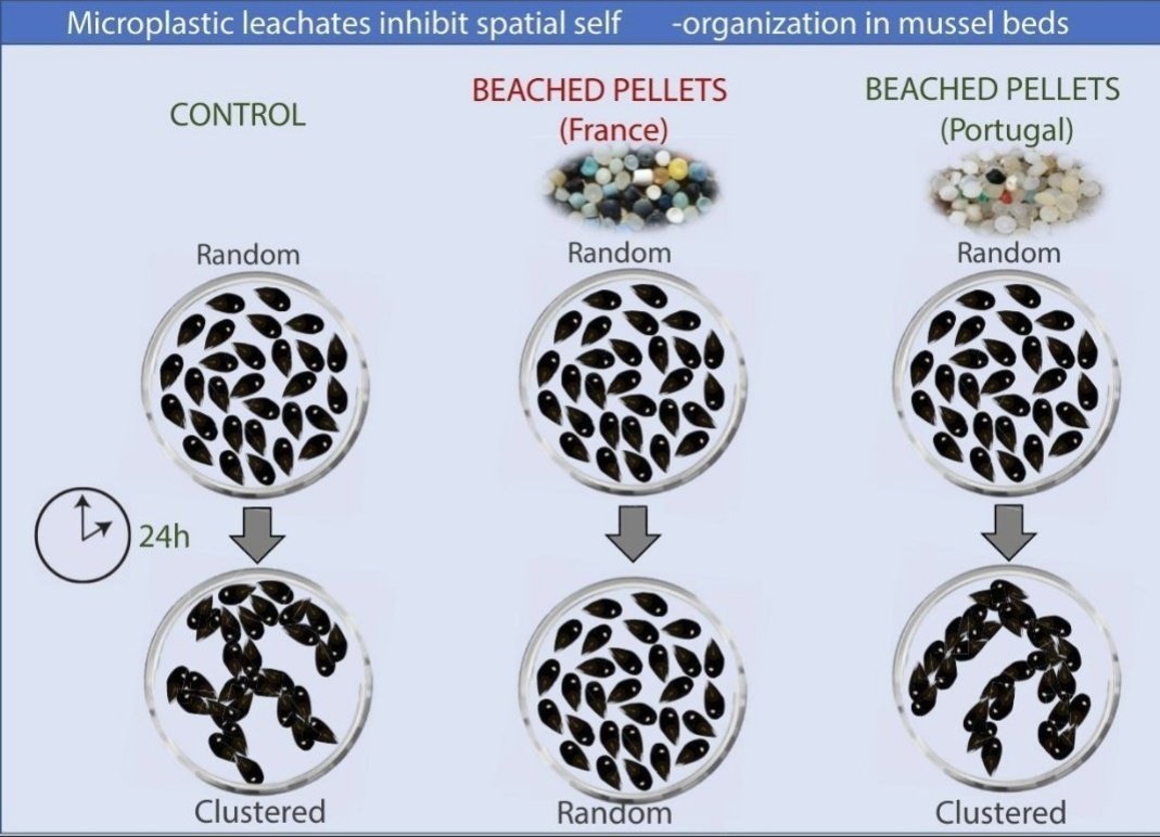 BioNept (@bionept) on Twitter photo #PlasticPollution inhibits spatial self-organization of an important #ecosystem engineer
This has serious implications for the resilience of ecosystems
🛑authors.elsevier.com/a/1iOt9B8ccylx6
<a href="/LOG_labo/">Laboratoire d’Océanologie et de Géosciences</a> <a href="/univ_lille/">Université de Lille</a> <a href="/fst_univlille/">fst_univlille</a> <a href="/UMR_BOREA/">Laboratoire BOREA</a> <a href="/Rhodes_Uni/">Rhodes University</a> <a href="/CienciasDoMar/">CCMAR - Centro de Ciências do Mar</a> #biodiversity #ecology #PlasticPollution inhibits spatial self-organization of an important #ecosystem engineer
This has serious implications for the resilience of ecosystems
🛑authors.elsevier.com/a/1iOt9B8ccylx6
<a href="/LOG_labo/">Laboratoire d’Océanologie et de Géosciences</a> <a href="/univ_lille/">Université de Lille</a> <a href="/fst_univlille/">fst_univlille</a> <a href="/UMR_BOREA/">Laboratoire BOREA</a> <a href="/Rhodes_Uni/">Rhodes University</a> <a href="/CienciasDoMar/">CCMAR - Centro de Ciências do Mar</a> #biodiversity #ecology