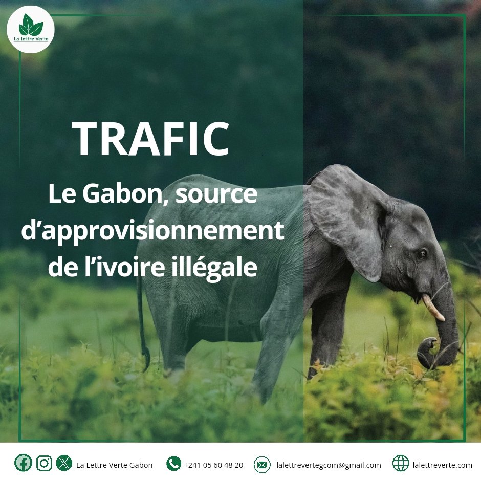 Alors qu’il compte officiellement 95 000 éléphants, une étude basée sur le traçage génétique de l’origine des grandes saisies internationales d’ivoire identifie le Gabon comme l’une des deux principales sources d’ivoire illégale en Afrique. lalettreverte.com/trafic-le-gabo…