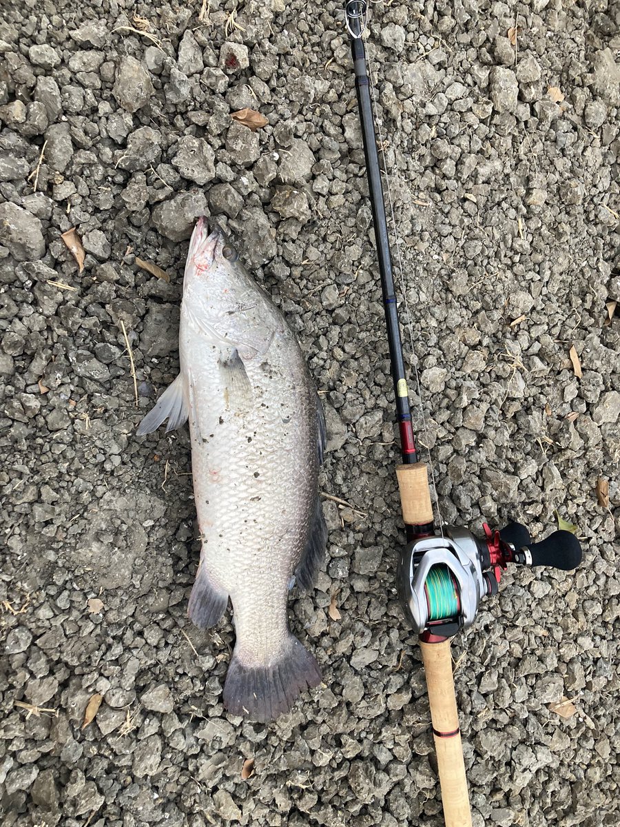 PhantomCrow6's tweet photo. 昔からの夢の魚バラマンディ!
噂通りの激渋でしたが朝夕のマズメで時合いがありサイズは出ませんでしたが7〜8本釣る事が出来ました♪コップンカーップ🙏
#pilot111
#バラマンディ
#ランチ頼み過ぎた
#開店から閉店まで
#もう2度と来れないだろう https://t.co/cjdtmglUUU