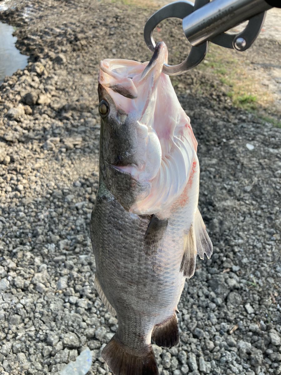 PhantomCrow6's tweet photo. 昔からの夢の魚バラマンディ!
噂通りの激渋でしたが朝夕のマズメで時合いがありサイズは出ませんでしたが7〜8本釣る事が出来ました♪コップンカーップ🙏
#pilot111
#バラマンディ
#ランチ頼み過ぎた
#開店から閉店まで
#もう2度と来れないだろう https://t.co/cjdtmglUUU