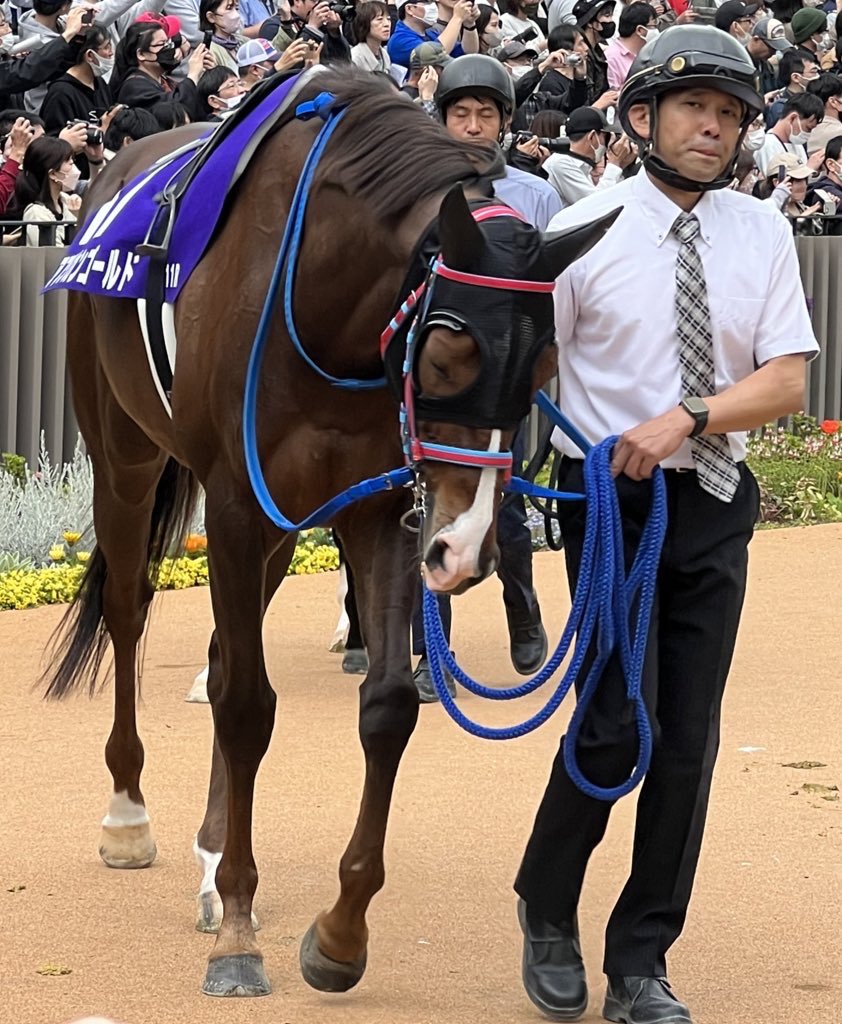 馬のトレーナーのひみつ Amazon.co.jp: 馬のトレーナーのひみつ : おもちゃ