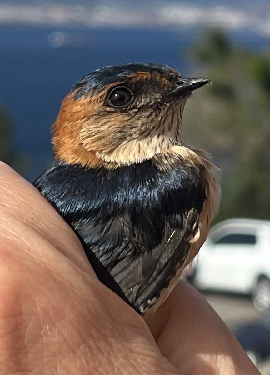 What a totally unexpected catch in the #jewsgatefieldcentre nets. A Red-rumped Swallow. Common on passage but not ringed in the spring since 2013. #Gibraltar ⁦@gonhsgib⁩