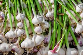 ProfErdalYalcin's tweet photo. #Knoblauch im Laden/Markt wird dominiert von #chinesischen #Importen. Leider wenig #Alternativen.
Habe beschlossen, diese Jahr im großen Stil Knoblauch in meinem #Garten anzupflanzen. Dazu muss ich mich jetzt in dir Thematik einarbeiten. Welche Sorten, woher bekomme ich sie etc. https://t.co/s0t8eWmax1