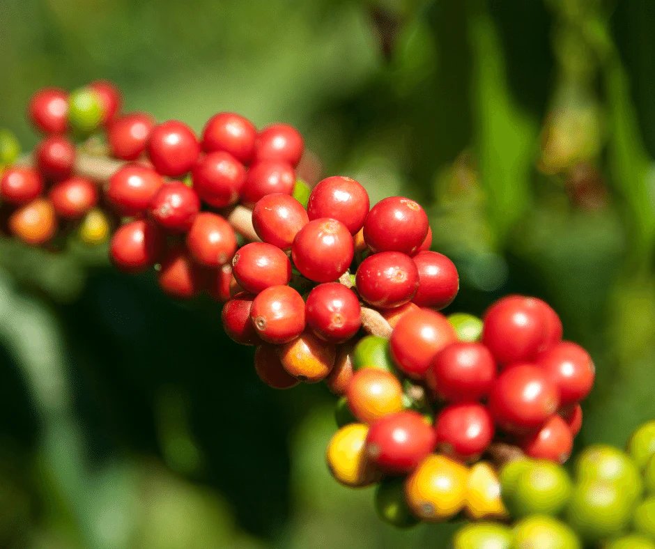 biofarm_UG's tweet photo. Our esteemed clients @cecofaug , who grow, process and export coffee. https://t.co/1NB7T0b67v