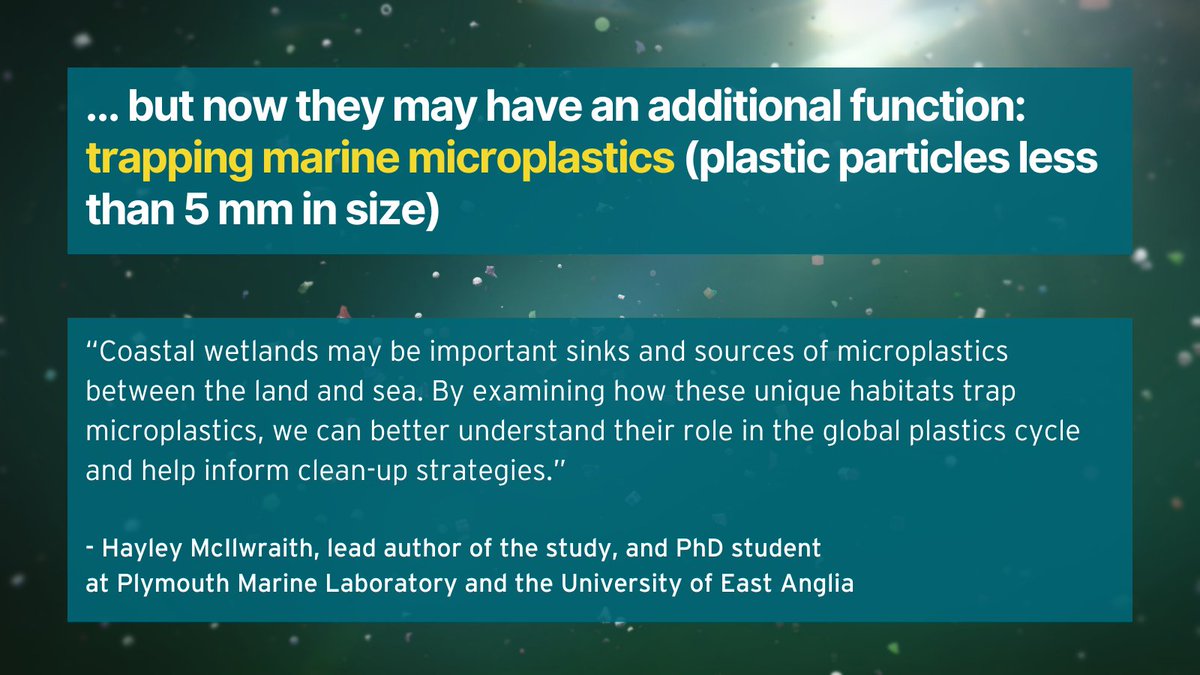 Proud to share this new study led by Hayley Mcilwraith (@h_mcilwraith) - PhD student with ourselves and @uniofeastanglia, which has found that the shape of microplastics influences their trapping in coastal habitats. Read the full story here: pml.ac.uk/News/Microplas…