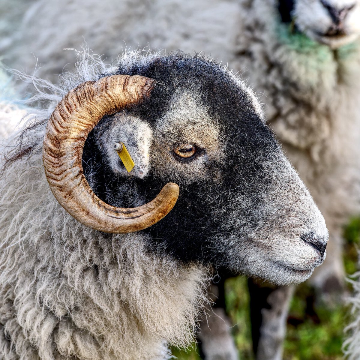 Swaledale Ewe #sheep #swaledale #yorkshire @ThePhotoHour @BritishWool @BritishWoolFarm @visitdales @BBCLookNorth #photography @natsheep @NFUCountryside @clarkysal