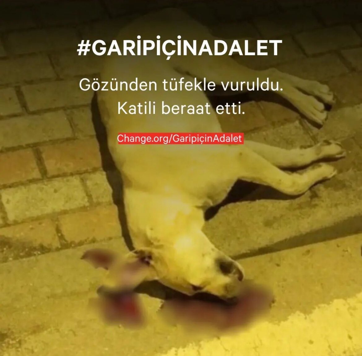 Uysal bir köpecikti. Esnaf beslerdi. O mahallede dogmus, orada yasamisti. Kimseyi isirmamisti. Kuyruk sallardi hep, gözgöze gelince. Uyurken, uykusunda vurdu onu pisligin teki. Mahkemede “evet vurdum; isirmadi ama isirabilirdi” dedi katili. Beraat etti. Cikar cikmaz, ilk