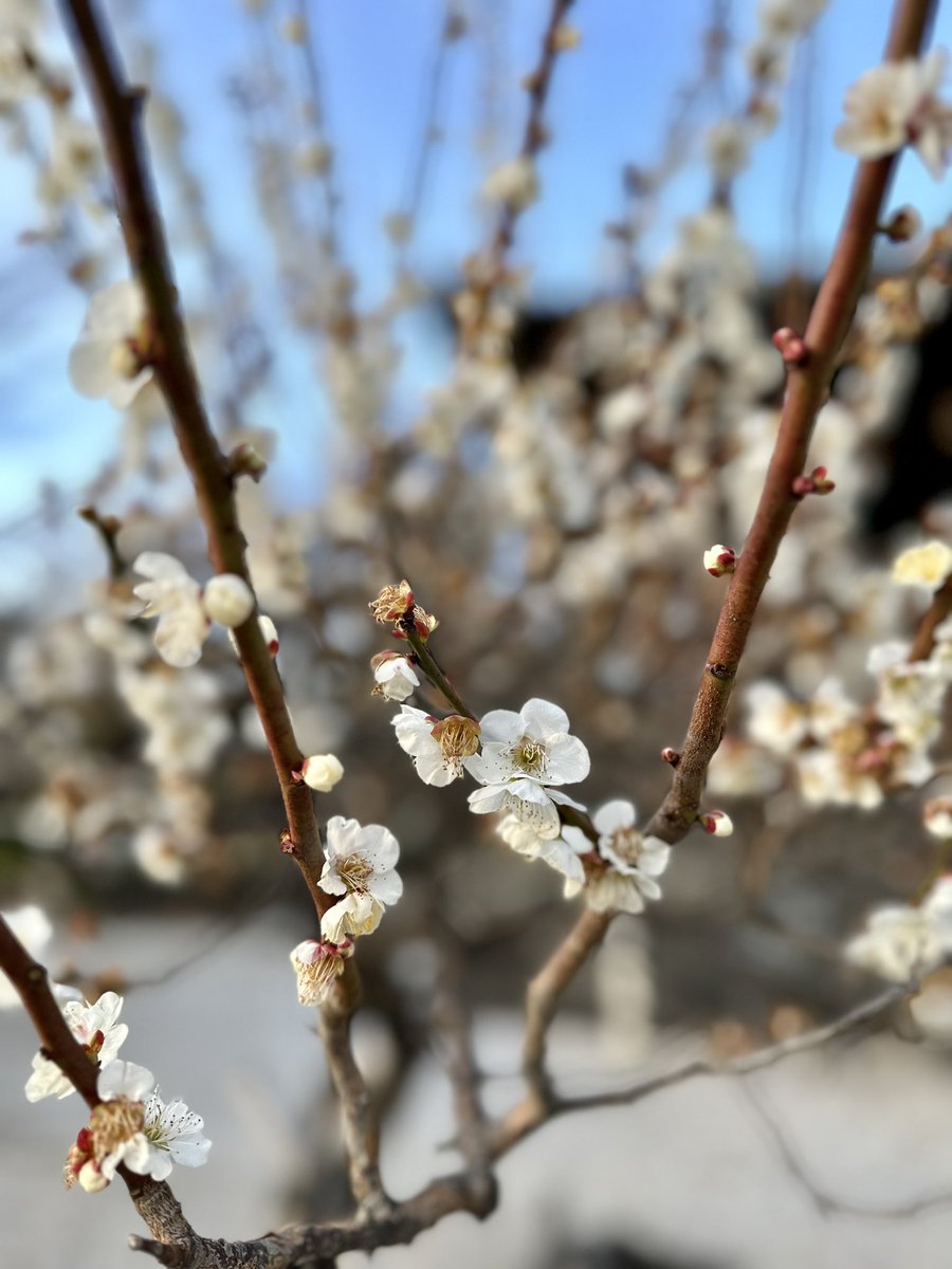🌸 Embracing the early signs of spring in February here in #Tokyo #Japan 🗼Despite the chilly weather, nature gifts us with these delicate petals, signaling the imminent arrival of spring 🤍  #TokyoBlossoms #FebruaryFlowers #CherryBlossomMagic 🌸