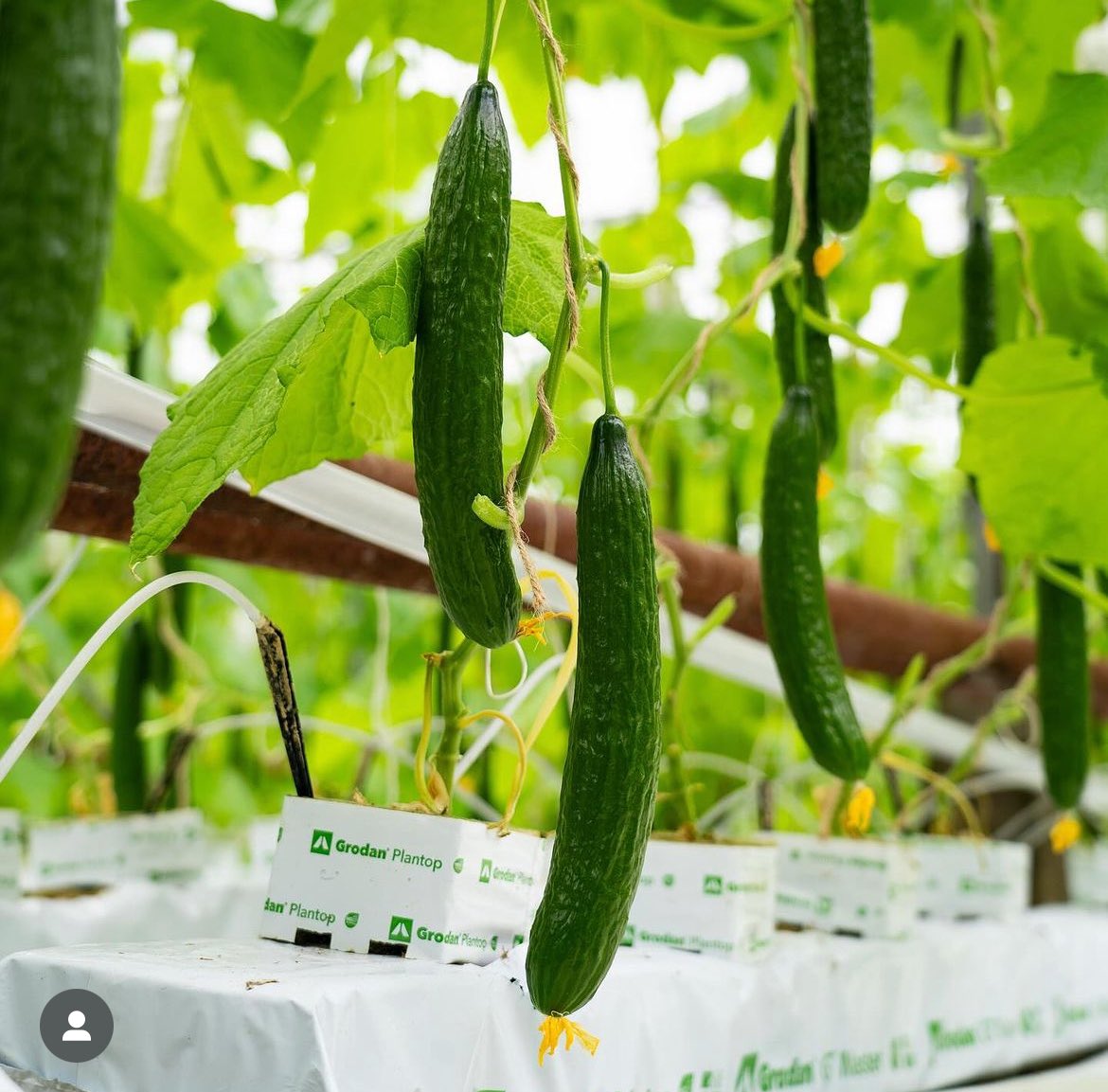 Country Crest FS tweet media