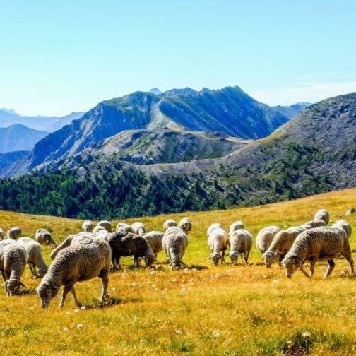 🇫🇷 Recherche d’emploi insolite en Lozère : la marque Tuffery, qui ne fait que de la laine "Made in France", recherche son nouveau berger ! La mission en plein air :  veiller sur un troupeau de brebis mérinos ! 🐑 (Capital)

📸 François Cazaux