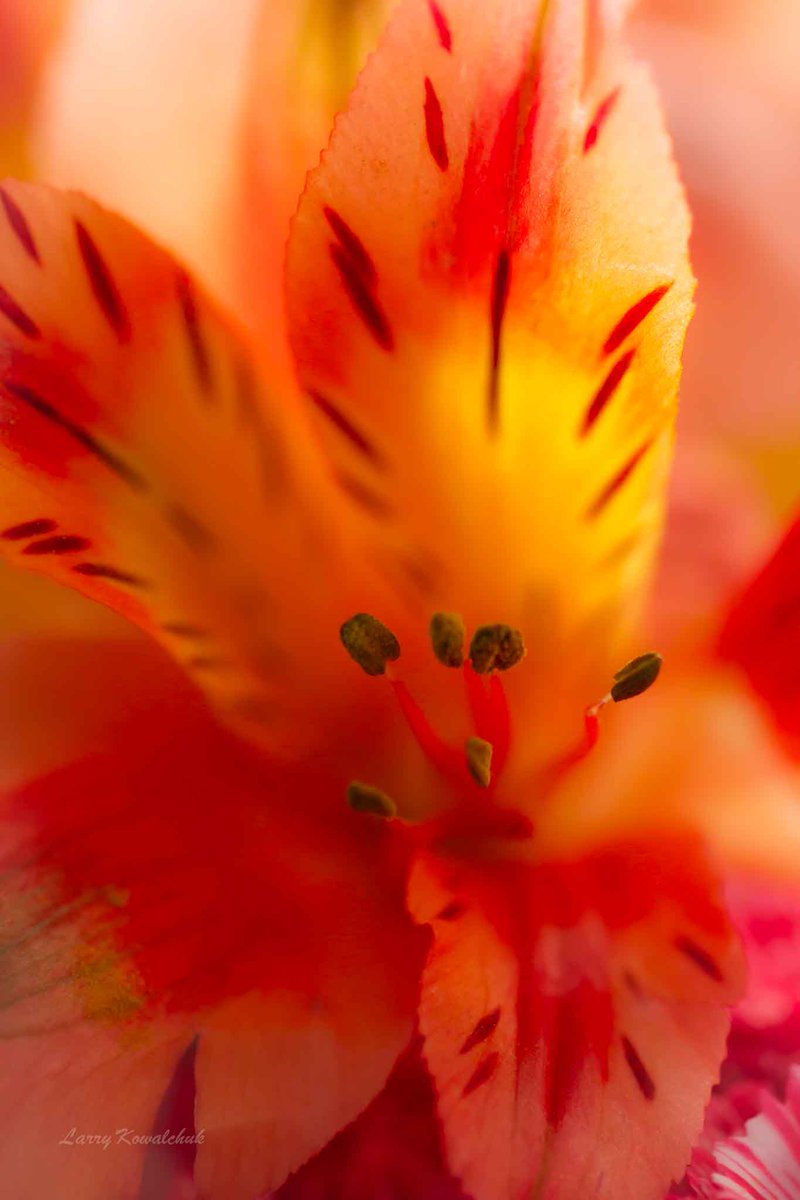 Flower Colour #flowerphotography #FLOWER #macro #photography #flowerporn  #ThamesCentrePhotographer #OntarioPhotographer
