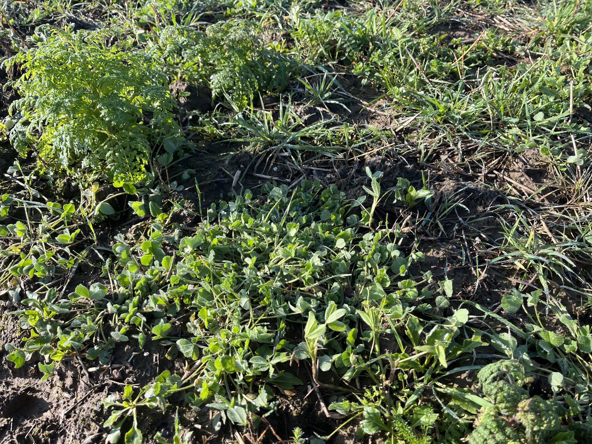 SustEnvFarming's tweet image. #covercrops not as massive this year, mainly due to the radish never getting going. However, this has given the berseem #clover an opportunity to flourish. Addition of linseed was a good move too. The value of a mix!
⁦@SustainableLsps⁩ ⁦@YorkshireWater⁩ #soilhealth