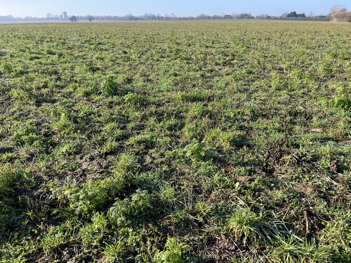 SustEnvFarming's tweet image. #covercrops not as massive this year, mainly due to the radish never getting going. However, this has given the berseem #clover an opportunity to flourish. Addition of linseed was a good move too. The value of a mix!
⁦@SustainableLsps⁩ ⁦@YorkshireWater⁩ #soilhealth