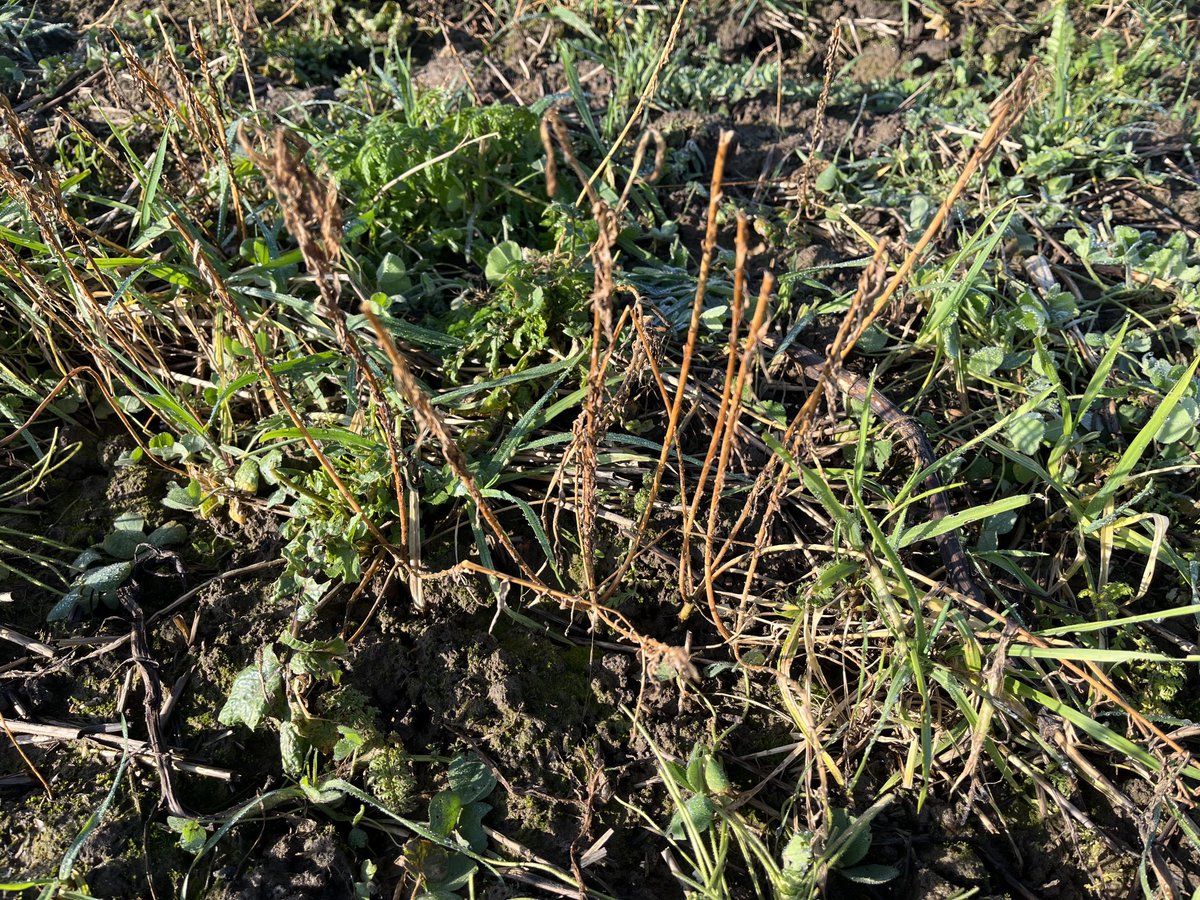 SustEnvFarming's tweet image. #covercrops not as massive this year, mainly due to the radish never getting going. However, this has given the berseem #clover an opportunity to flourish. Addition of linseed was a good move too. The value of a mix!
⁦@SustainableLsps⁩ ⁦@YorkshireWater⁩ #soilhealth