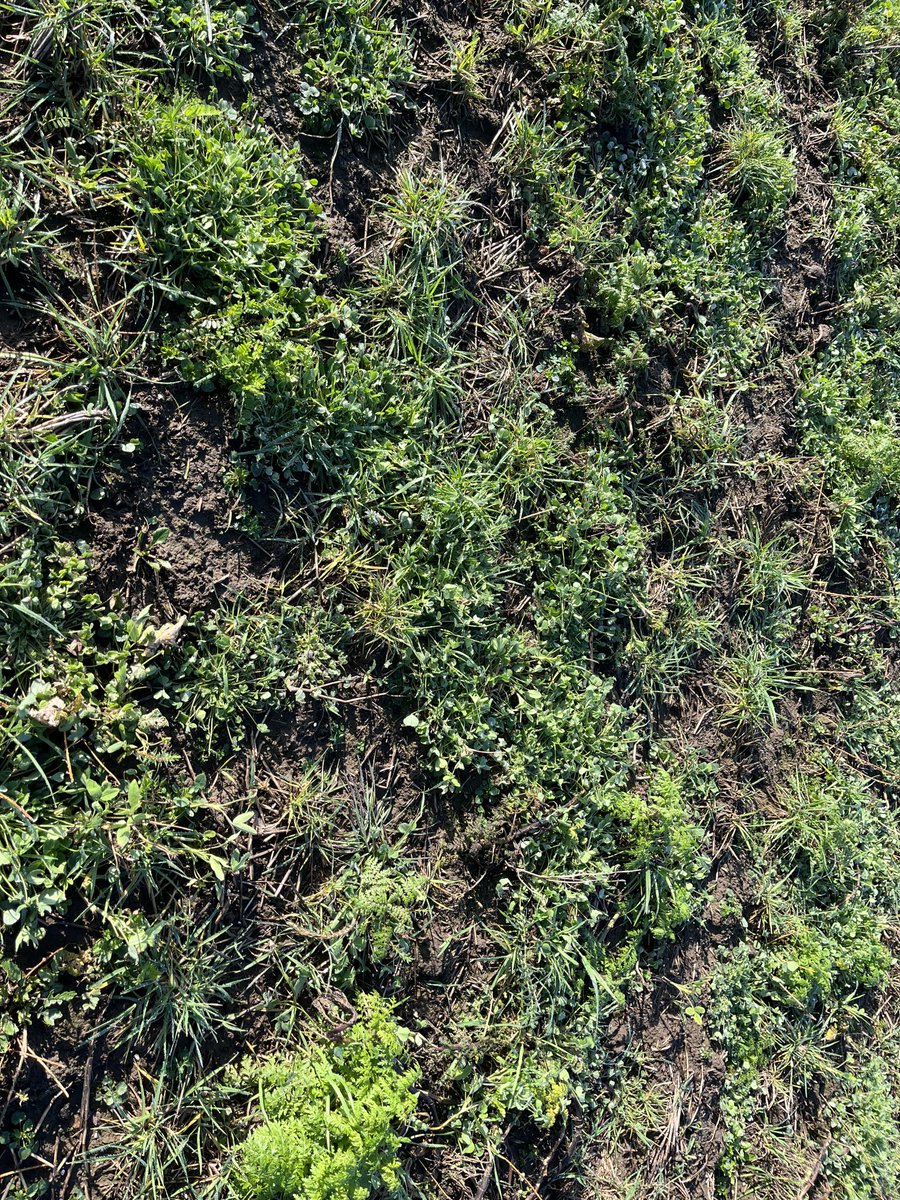 Richard Bramley (@sustenvfarming) on Twitter photo #covercrops not as massive this year, mainly due to the radish never getting going. However, this has given the berseem #clover an opportunity to flourish. Addition of linseed was a good move too. The value of a mix!
<a href="/SustainableLsps/">Sustainable Landscapes</a> <a href="/YorkshireWater/">Yorkshire Water 💧</a> #soilhealth #covercrops not as massive this year, mainly due to the radish never getting going. However, this has given the berseem #clover an opportunity to flourish. Addition of linseed was a good move too. The value of a mix!
<a href="/SustainableLsps/">Sustainable Landscapes</a> <a href="/YorkshireWater/">Yorkshire Water 💧</a> #soilhealth