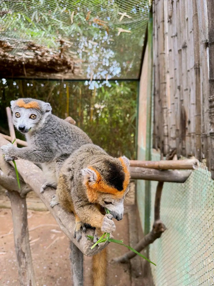 Kyoka Today I found myself spellbound by the whimsical world of lemurs. 🐒 With every leap and playful chirp, these charismatic creatures stole my heart and ignited a passion for wildlife conservation. #visitmadagascar #MadagascarMagic #LemurLove #WildlifeWonder