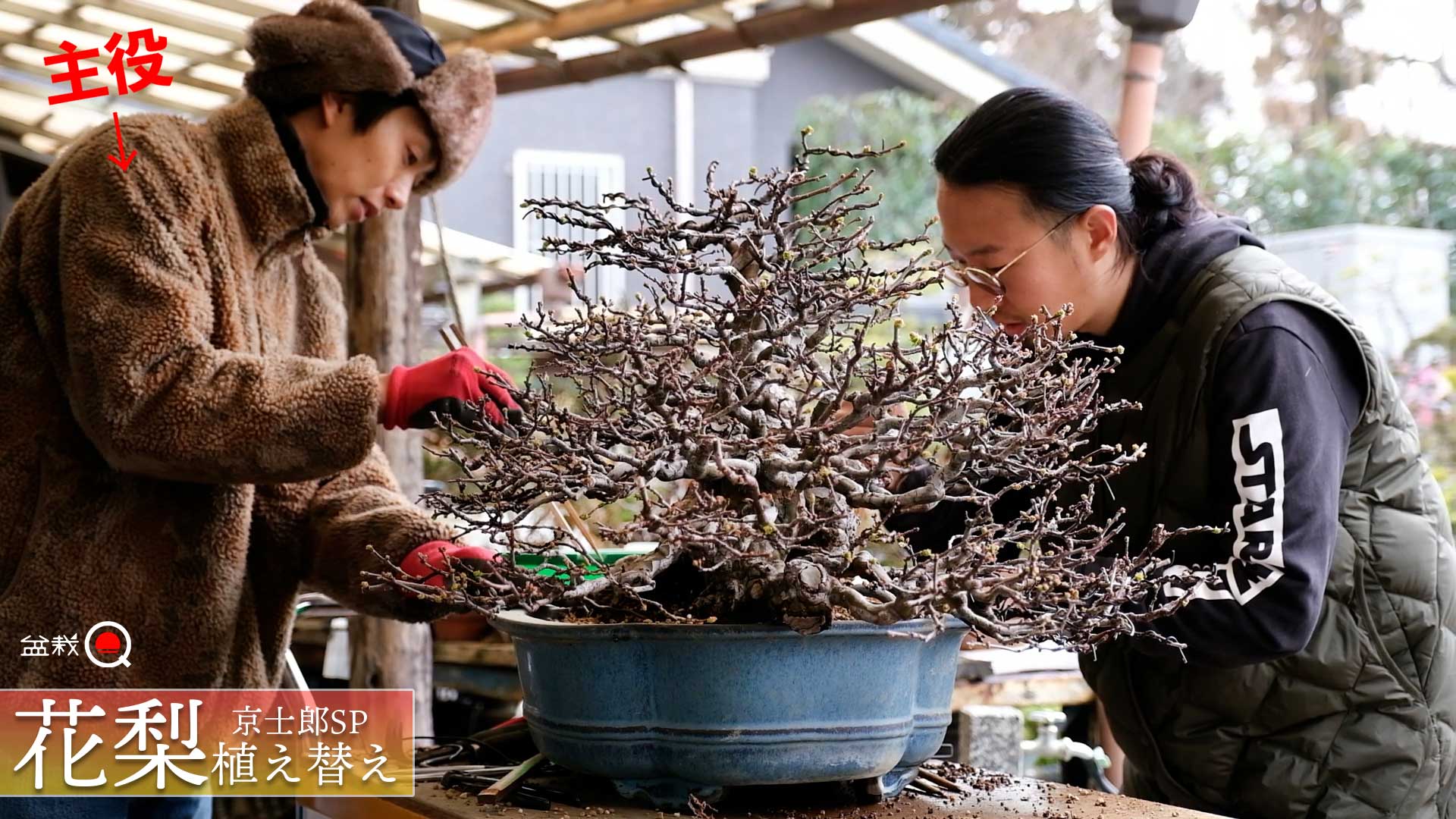 カリン Chinese Quince - 盆栽日本 Bonsai Japan