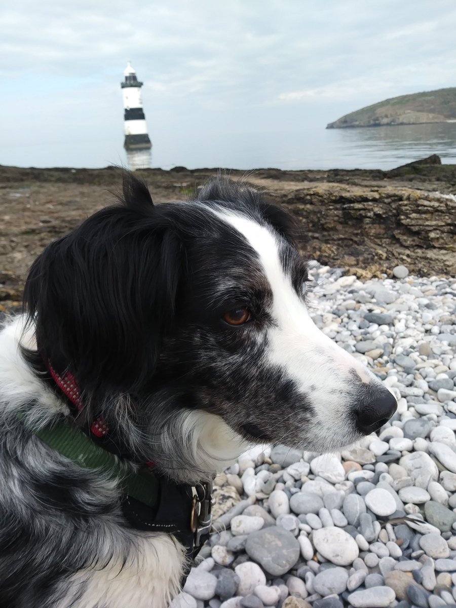 Shirl 🐾🐾 (@libertypup) on Twitter photo The Sanctuary that rescued our Bella is struggling & Anne needs help! (See article). If anyone can retweet please & see if we can attract support. Thank you. Diolch. <a href="/HartCollie/">Diane Hart Collie Dog Rescue, Wales</a> <a href="/JFinchSaunders/">Janet E Finch-Saunders</a> <a href="/shrillrigs/">Mags 🌱🐾🏳️🌈🏴</a> <a href="/DerekTheWeather/">Derek Brockway - weatherman</a> <a href="/SianWeather/">Siân Lloyd</a> <a href="/BrendaBlethyn/">Brenda Blethyn</a> <a href="/DeborahMeaden/">Deborah Meaden 🇺🇦</a> <a href="/NWPioneer/">North Wales Pioneer</a> The Sanctuary that rescued our Bella is struggling & Anne needs help! (See article). If anyone can retweet please & see if we can attract support. Thank you. Diolch. <a href="/HartCollie/">Diane Hart Collie Dog Rescue, Wales</a> <a href="/JFinchSaunders/">Janet E Finch-Saunders</a> <a href="/shrillrigs/">Mags 🌱🐾🏳️🌈🏴</a> <a href="/DerekTheWeather/">Derek Brockway - weatherman</a> <a href="/SianWeather/">Siân Lloyd</a> <a href="/BrendaBlethyn/">Brenda Blethyn</a> <a href="/DeborahMeaden/">Deborah Meaden 🇺🇦</a> <a href="/NWPioneer/">North Wales Pioneer</a>