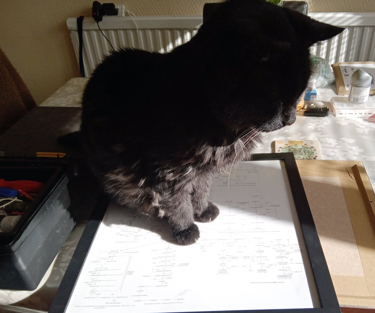 NigelSommelier's tweet photo. #Caturday jobs. Old Cloth Ears is now sort of helping me get the fittings of my framed prints which should lead us nicely into #beer o'clock.
#constantcompanion πββ¬π https://t.co/wefHmcaVap
