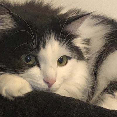 Ary du Plumeau🐾 tweet media