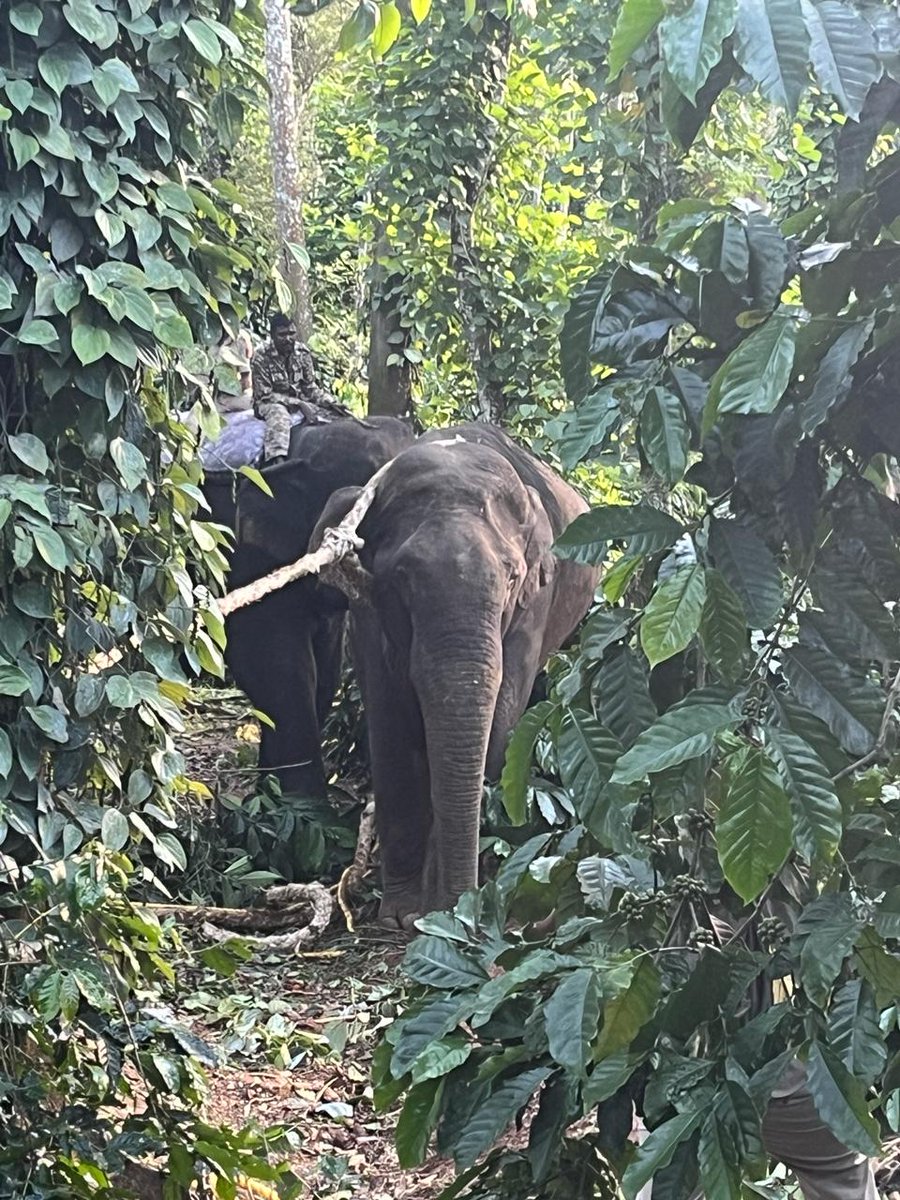 United Conservation Movement (@notreesnowater) on Twitter photo It’s heartbreaking to see Belur Makhna labeled as a villain when all it did was defend itself against human aggression. #JusticeForBeluruMakhna #KeralaForestDepartment
<a href="/RahulGandhi/">Rahul Gandhi</a> <a href="/moefcc/">MoEF&CC</a> <a href="/byadavbjp/">Bhupender Yadav</a> It’s heartbreaking to see Belur Makhna labeled as a villain when all it did was defend itself against human aggression. #JusticeForBeluruMakhna #KeralaForestDepartment
<a href="/RahulGandhi/">Rahul Gandhi</a> <a href="/moefcc/">MoEF&CC</a> <a href="/byadavbjp/">Bhupender Yadav</a>
