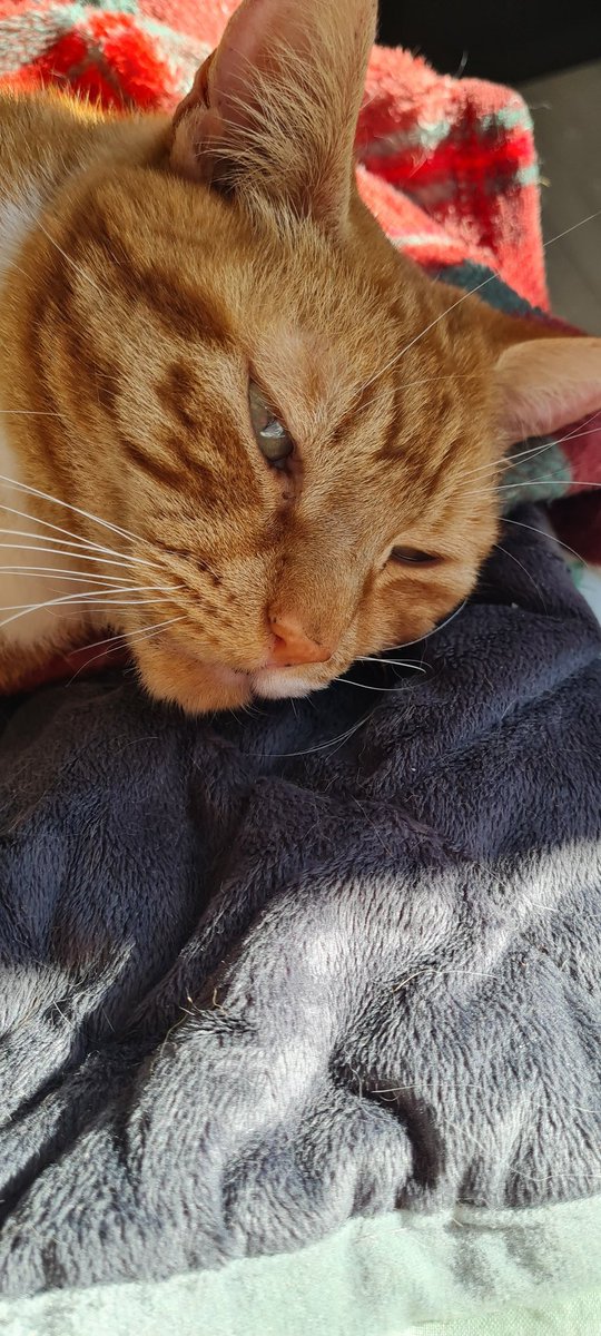 Ginger enjoying the sun. ❤️🐈#Caturday