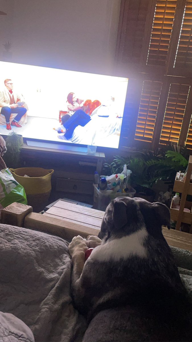 Hoomum said if I don’t stop licking my footsies she going to get graham round. I refuse to look at her right now. 😳🙄 #dogsbehavingbadly #fyp #bulldog #dogsofx