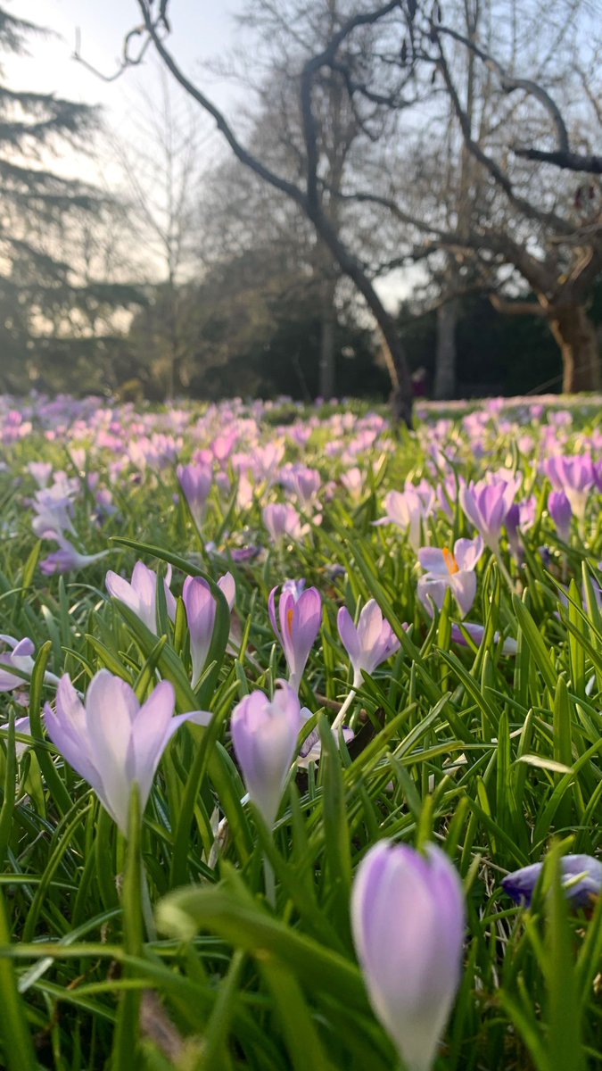 The crocus was well known to the ancients and was introduced into Britain by the Romans. Many different species can be found at the Botanical Gardens here in Bath, only 5-minute walk from us.