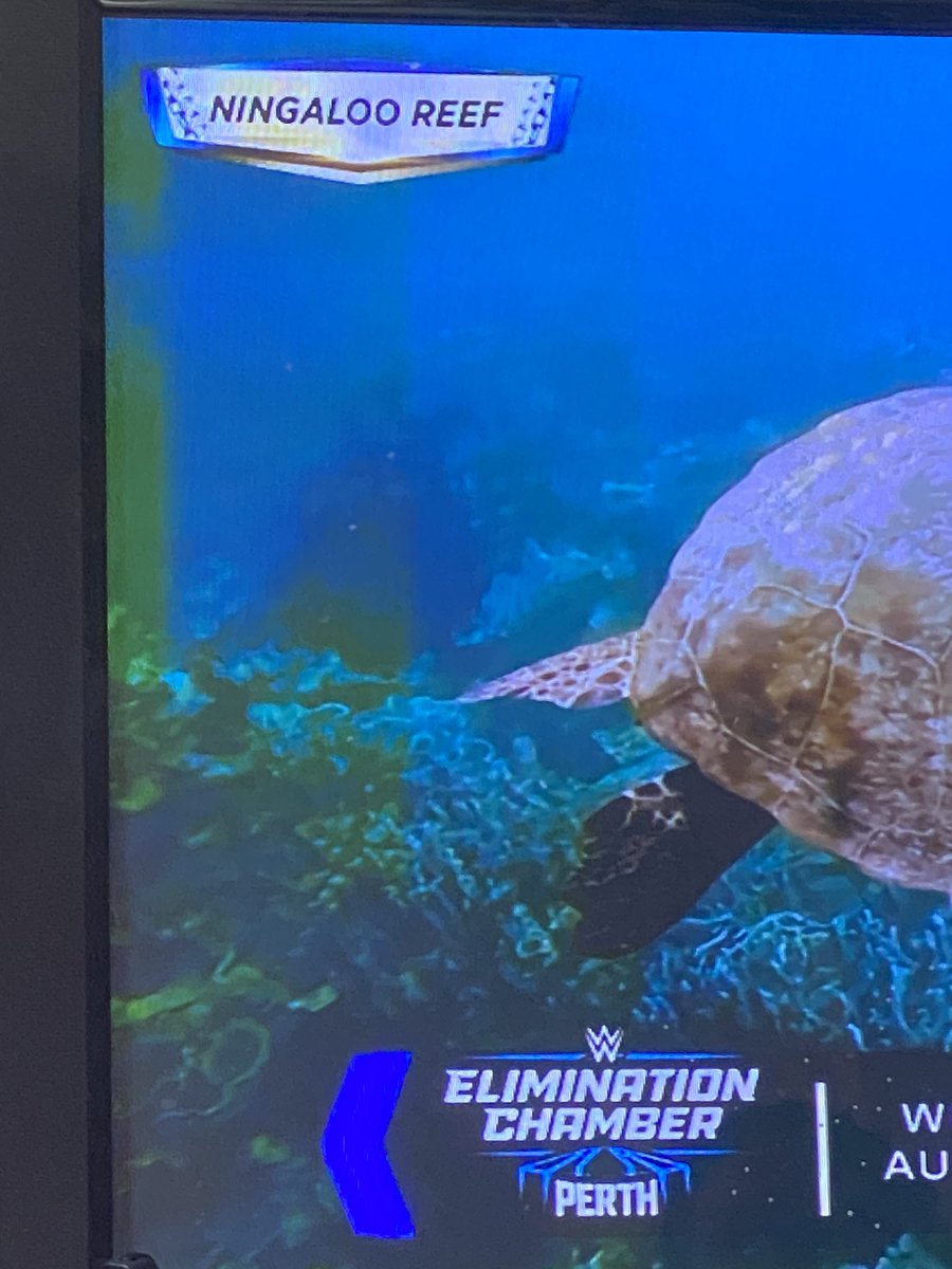 WWESister_Stuff's tweet photo. MY SISTER THOUGHT THIS SAID SOMETHING ELSE IM ๐คฃ๐คฃ๐คฃ๐คฃ
#WWEChamber
#NinjaPlease https://t.co/JWEDCa8wMT