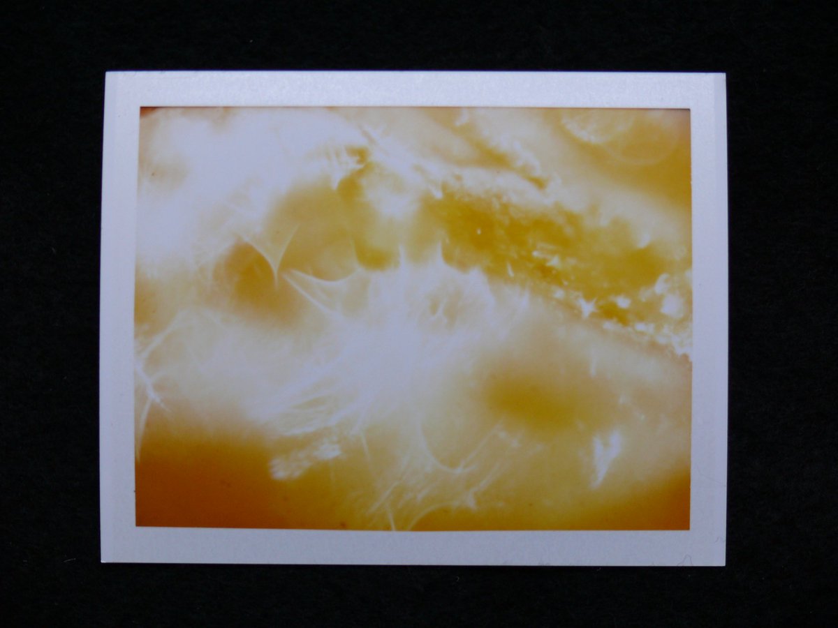 colincharris's tweet photo. Photographs of the natural world presented in Polaroid form.
-
This Polaroid was made directly from the original 35mm color slide.
-
Please feel free to visit the remaining collection at my Etsy store https://t.co/L0mxYKFXbx
-
-
-
-
-
#Nikon
#dailyphoto
@MacroHour https://t.co/yxOP3ztrjF