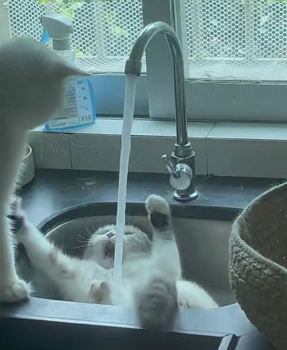 positivityofx's tweet photo. Cat looking at cat being attacked by water https://t.co/O8gDwTvjKe