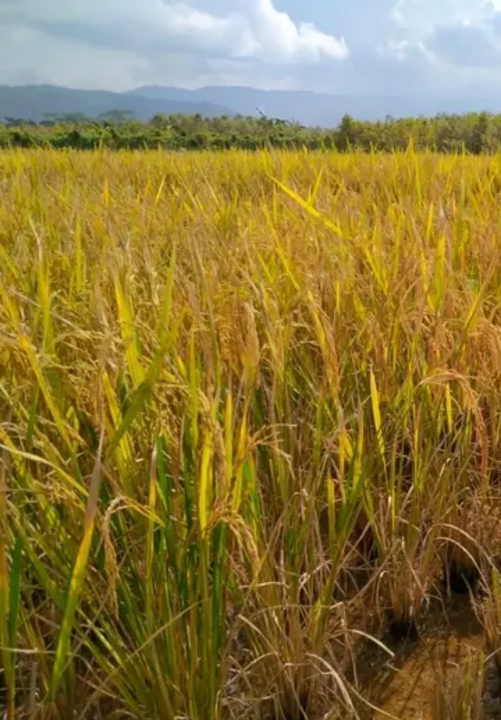 Belajar dari ilmu padi makin berisi makin merunduk Sekarang Belajar dari ilmu padi Makin hari makin harganya tinggi