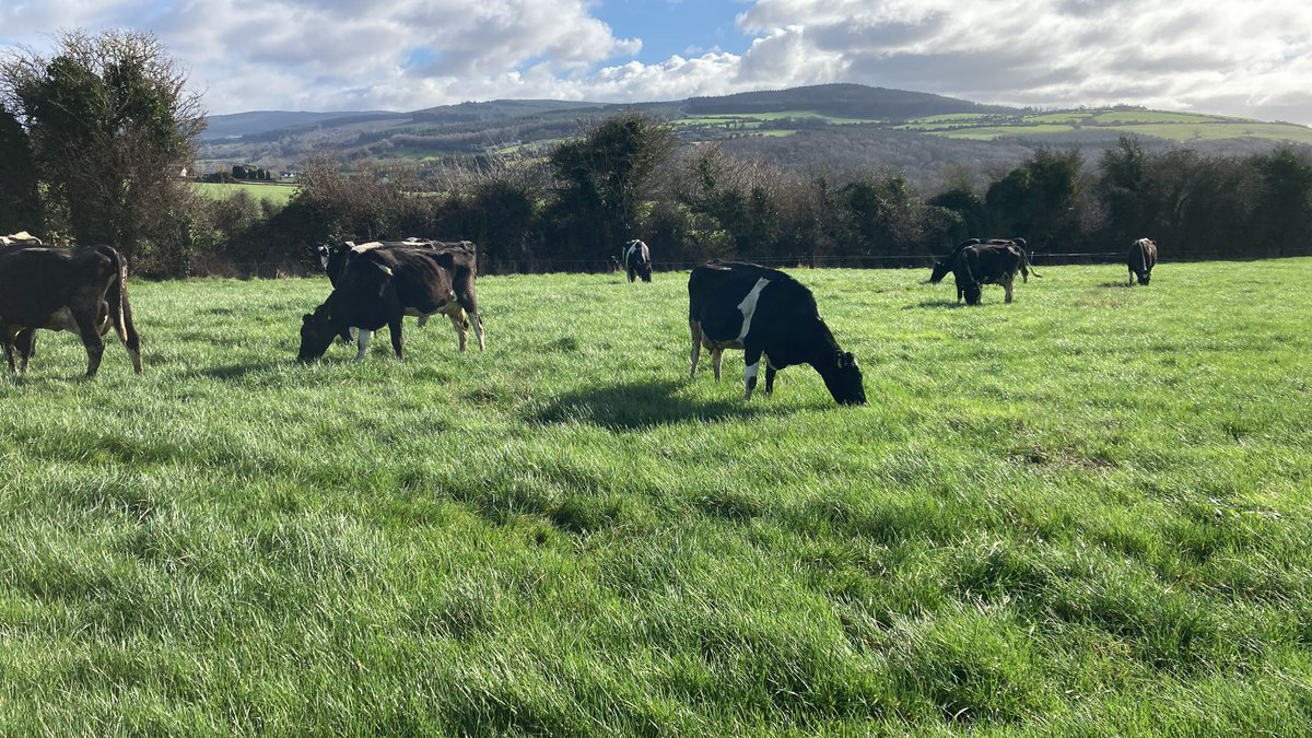 Happy girls today. First day out since late October