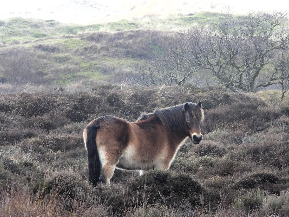 Een Exmoor pony in het begrazingsgebied op Terschelling. Zien er opperbest uit.