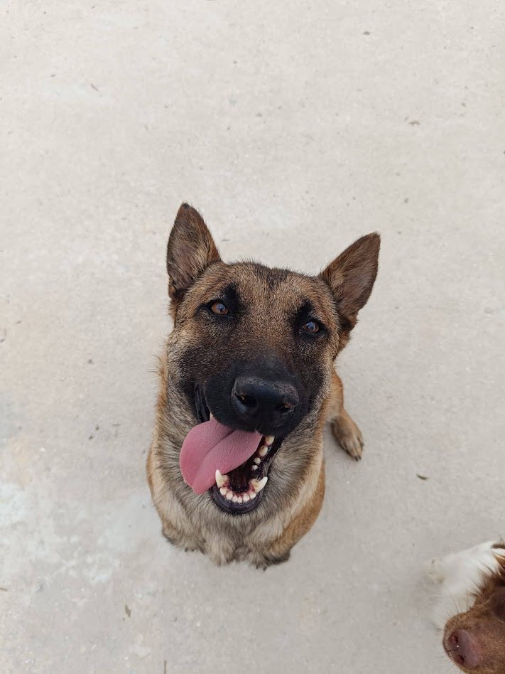 Cereza, casi 2 años, Pastor Belga Malinois.
Dulce y buena.
Fue encontrada en un coto de caza totalmente aterrada💔
Es un poco tímida, pero en cuanto te conoce te pide mimos panza arriba, ¡le encantan!😍
También es sociable con otros perros🐶
📩modulot@protectoramalaga.com