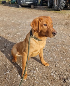 #LOST #DOG HUNTER 
Young Adult #Male #LabradorRetriever Fox Red
#Missing Ran from our Farm Ashfields Lane 
#Hinstock #MarketDrayton #TF9 Central 
Friday 23rd February 2024 
#DogLostUK #Lostdog #ScanMe 

doglost.co.uk/dog/190659