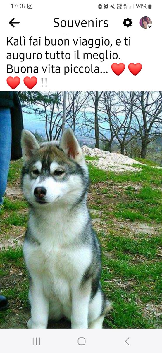 VALHYSKA's tweet photo. Tiara uragan warrior princess ❤️❤️❤️#huskyworld #husky https://t.co/7xiXbgwtVm