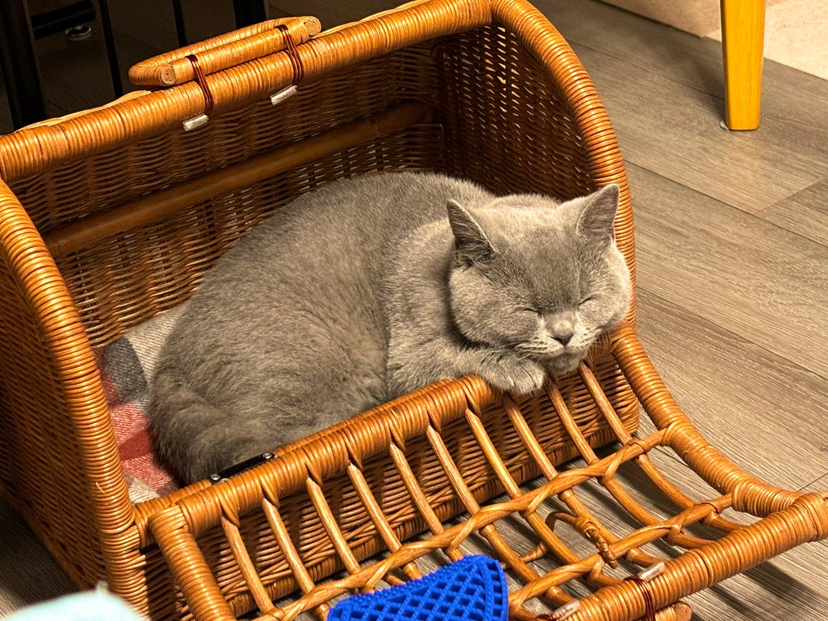 今日も今日とて😪
#cats
#ブリティッシュショートヘア 
#saturdaynight