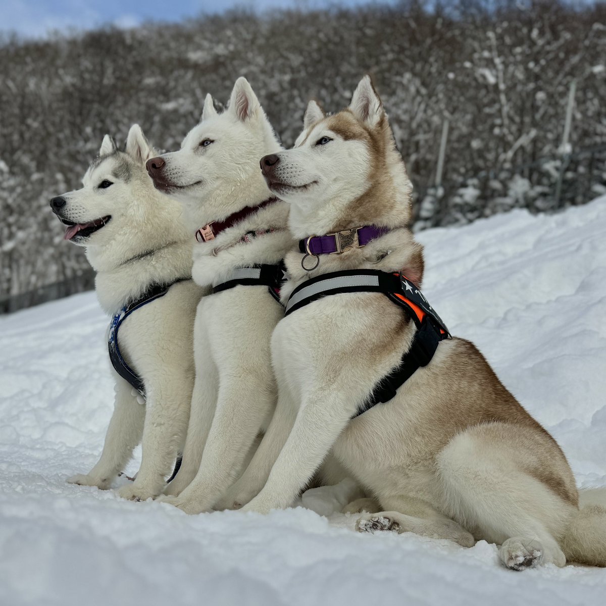Siberianhakusky's tweet photo. 今日は犬舎のオフ会でした❄️
兄弟や親戚はじめたくさんの子たちと遊べました！
終始楽しそうでした😁 https://t.co/onUlHnfVs5
