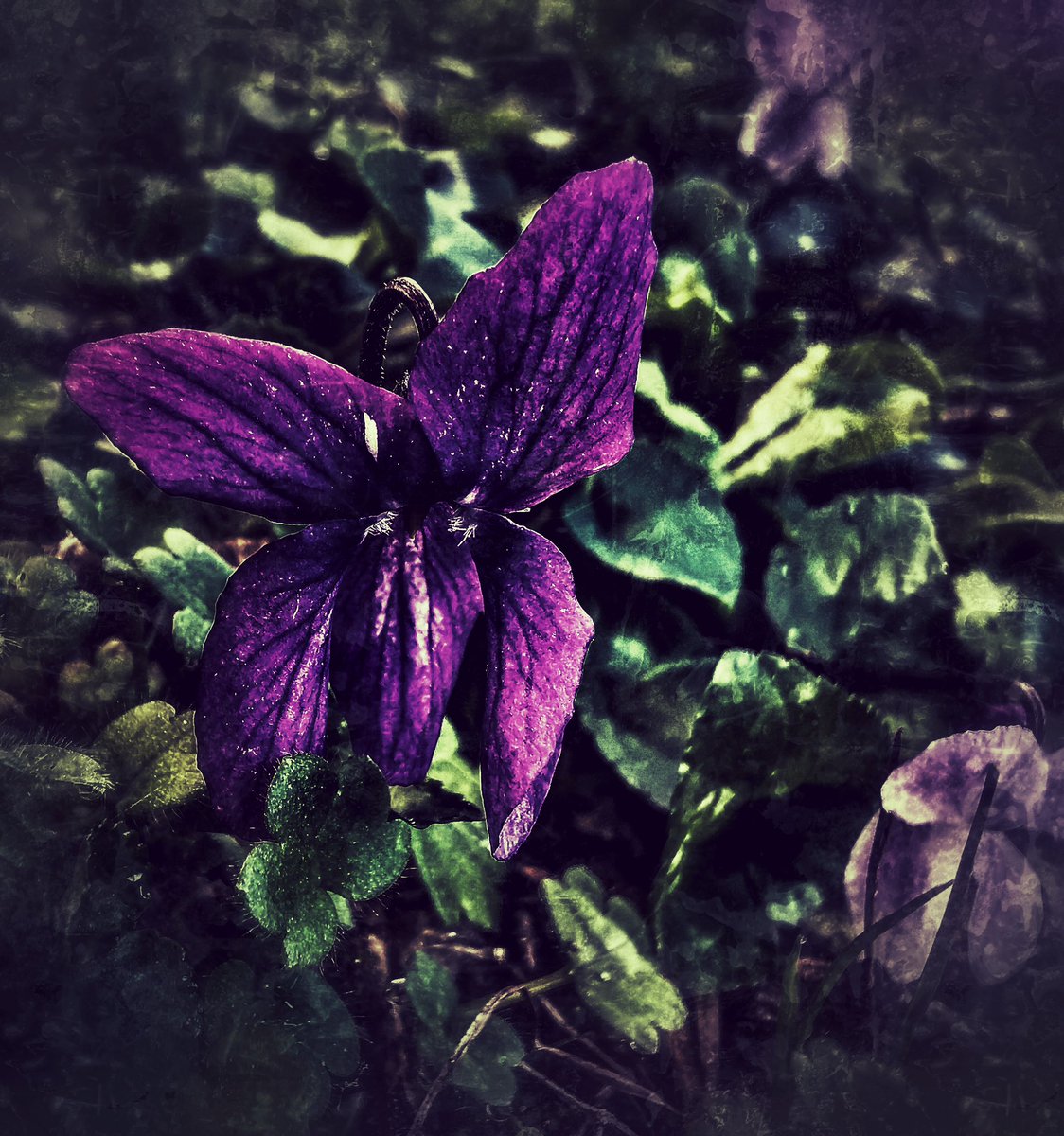 fren74's tweet image. #DarkEdition