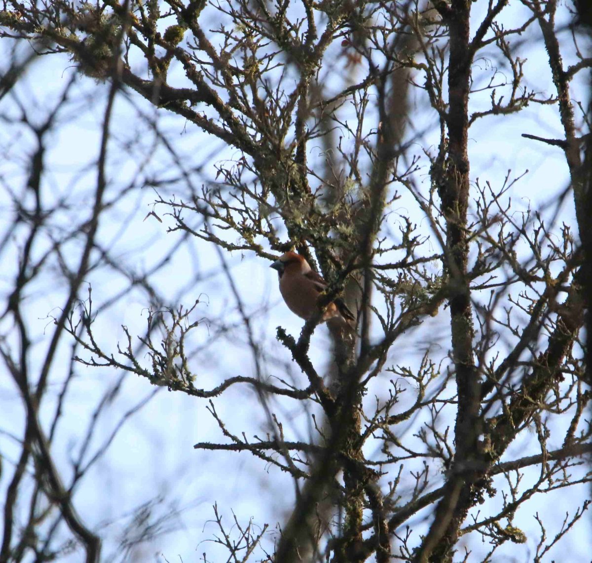 Hawfinches at a new site west of Horsham this morning close to western edge of Sussex Hornbeam zone. Singing, eating oak buds, and courtship feeding. @SussexOrnitholo @SussexBirding @HawfinchesUK