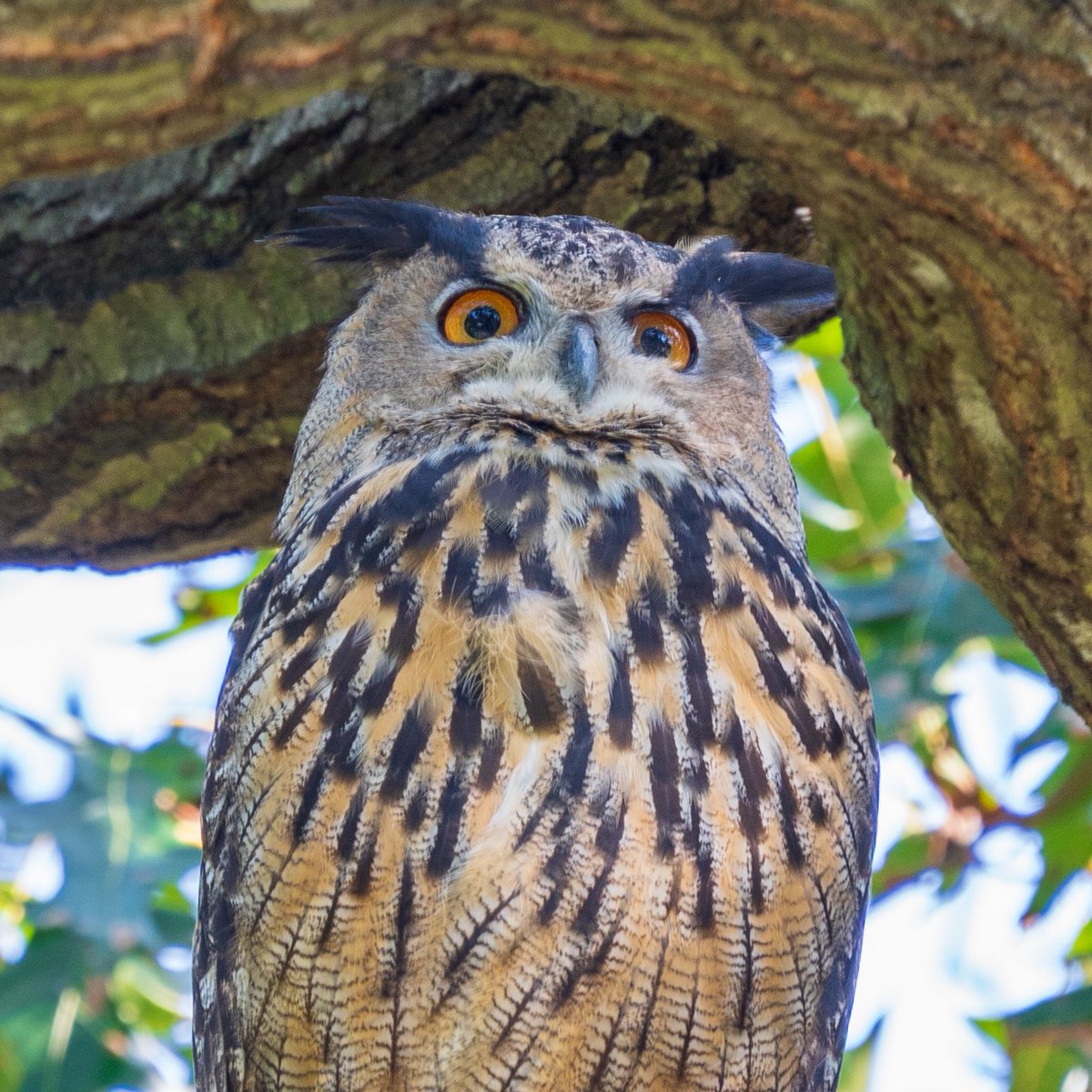 Would love to see a bronze statue of Flaco in Central Park. 🕊️Rest in Peace 🕊️ @CentralParkNYC #flacotheowl #flaco #birdcp