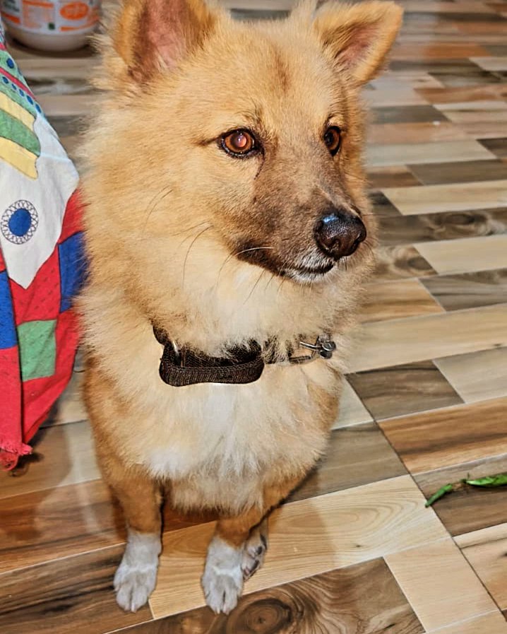 Found abandoned pet..😔 dog. Pls share this post sothat as soon get loving family. 
#petdogcruelty #Adoption #voiceless #abandonedpets