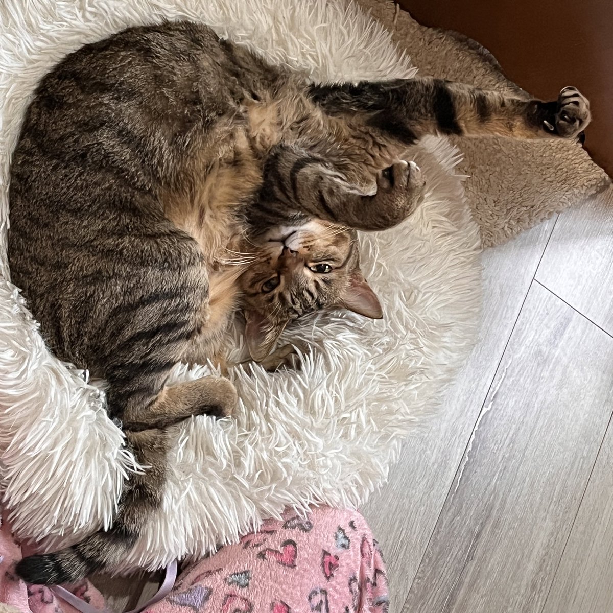 lukefujiwara's tweet photo. 2/22猫の日の翌日から通常運転でもうこんなん(笑)
#変猫 #strangecat https://t.co/64qPrDBYUh