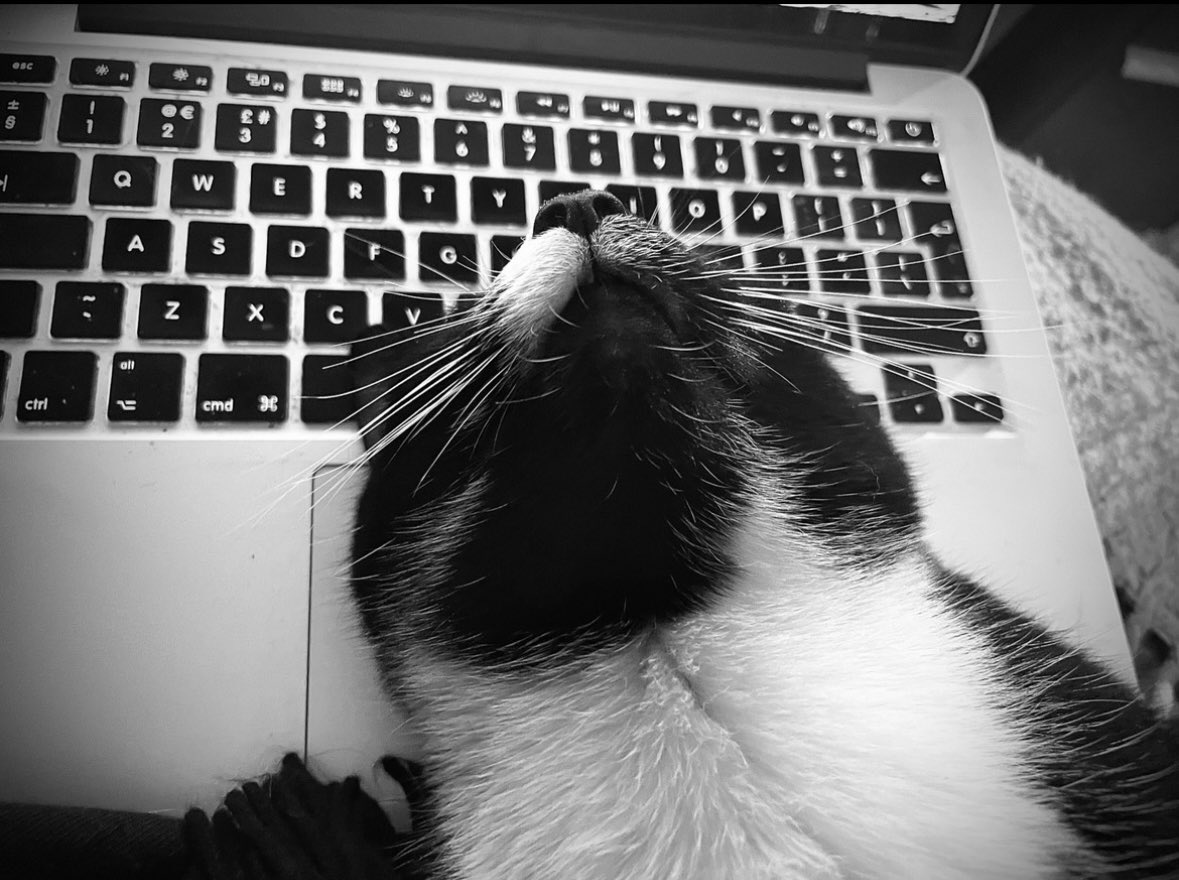 When Stig, my editor, decides to take a nap as I work #Caturday #poet