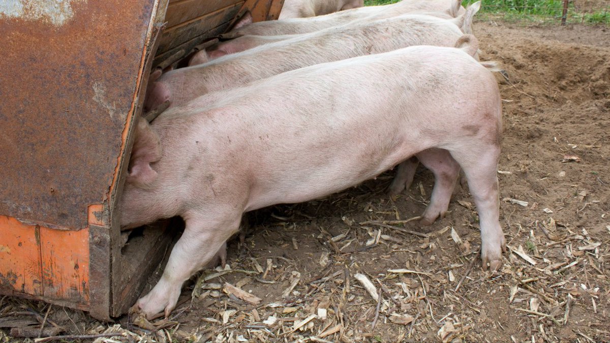 Check out the latest article in my newsletter: Bulls? Bears? Wall Street's pigs at the trough linkedin.com/pulse/bulls-be… via <a href="/LinkedIn/">LinkedIn</a> Wall Street's "greed is good" attitude and old-school-MBA muppetry...