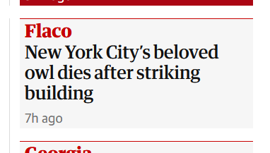 stuffedowl's tweet photo. unfortunate that the nyt &amp; guardian have picked up "building" as what killed flaco, depressing to see the tweets blaming "skyscrapers." in collisions, it's untreated glass that kills birds-- and the lowest few floors of glass usually do more damage than any glass higher up https://t.co/5QYCSXkHax