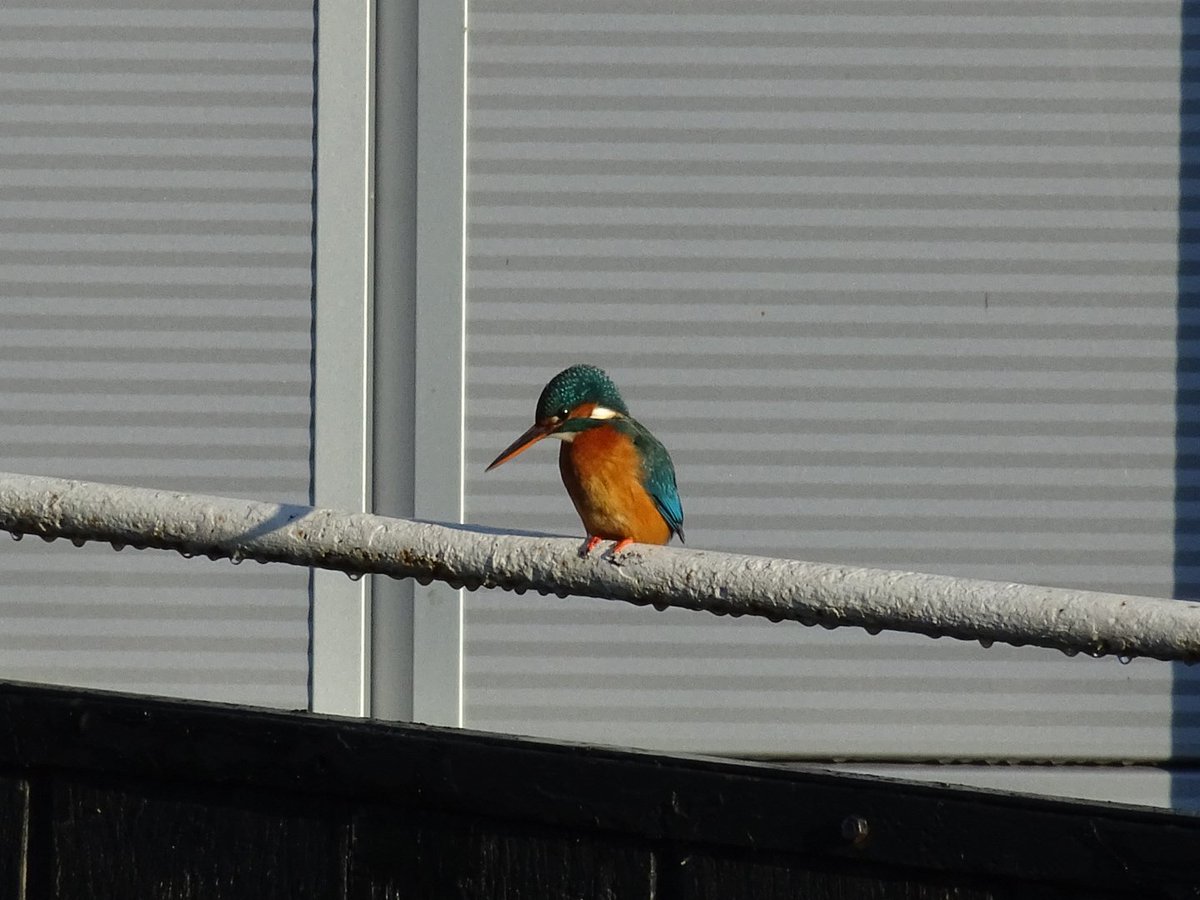 BirderWorcs's tweet photo. Female Kingfisher at Diglis Marina #Worcester this morning! @CanalRiverTrust @CRTWestMidlands @Team4Nature @WorcsWT #WorcestershireHour https://t.co/0l3fB5dOzc