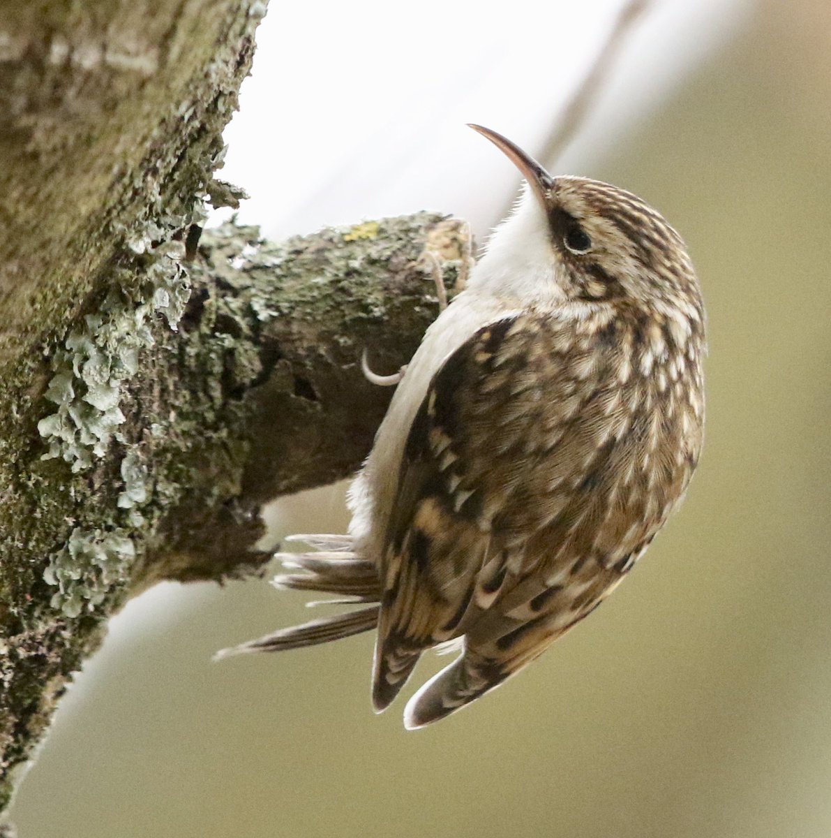 Nature pic for today: Eurasian Tree-creeper, London. A tiny bird with a high-pitched call. Hard to spot, easy to miss. @_BTO